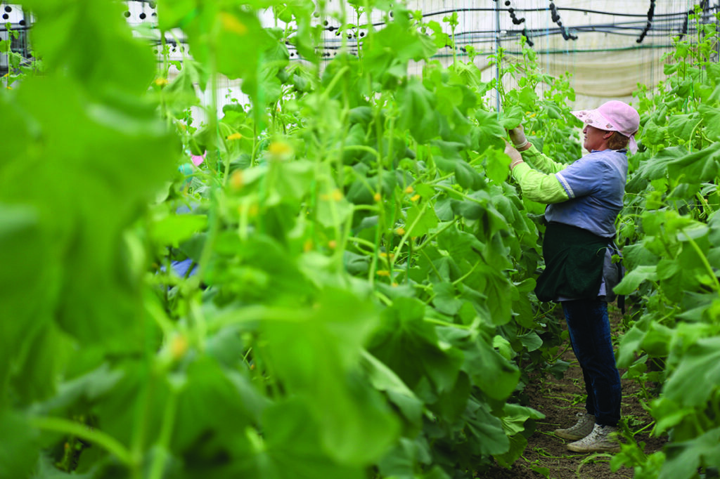 Kompensimi i TVSH-së për fermerët, si do të llogaritet me autofaturat